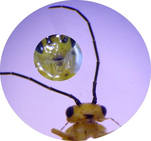 Euura scutellata